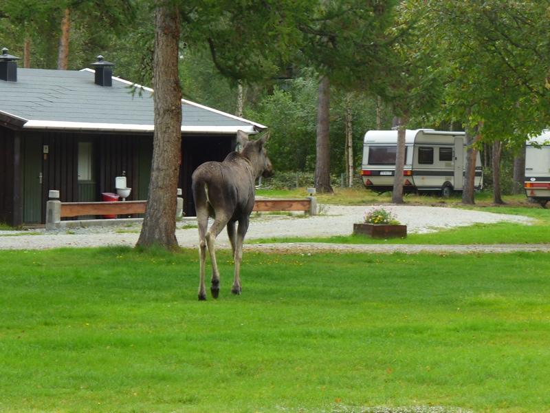 Furuly Camping Nordberg Extérieur photo